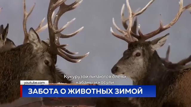ЗАБОТА О ЖИВОТНЫХ ЗИМОЙ смотреть онлайн