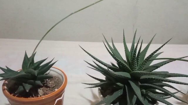 Floración de mis haworthias attenuata, fasciata y limifolia (conocidas también como cebras) смотреть онлайн