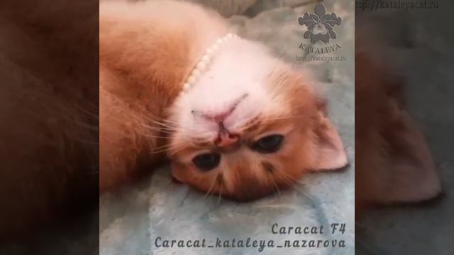 КАРАКЕТ Ф4 - это букет нежности и мимишности!❤️ красота видна с первого взгляда 😍 #каракет #каракал