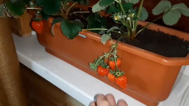 ТехноПерспектива