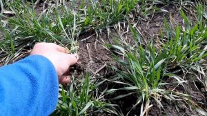 как повлияла первая подкормка аммиачной селитрой на озимую пшеницу