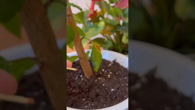 Гулдорго туура кам коруу. Кукурттун гулдорго пайдасы. Гулдорго кошумча подкормка смотреть онлайн