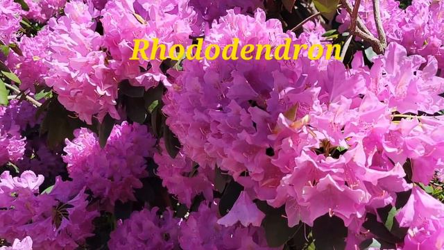 Rhododendron bush in full bloom spring 2022 #fullbloom #spring2022 #rhododendron смотреть онлайн