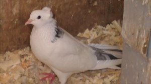 Голуби друзей АРТУРА ФАРМАНЯН !  Армянские бойные голуби ! #pigeons#МИРБОЙНЫХГОЛУБЕЙ#