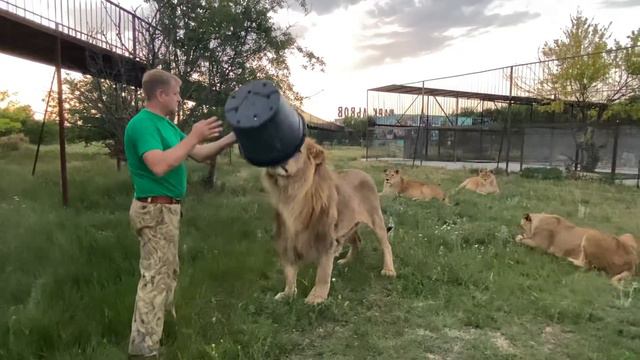 Я ЗАБИРАЮ МЯСО У ЛЬВОВ !!! Вы такого еще не видели ! Russian Lion man ! смотреть онлайн