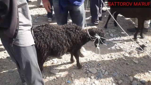 14.08.2022yil SURXONDARYO MUZRABOT PETIR BOZORIDA MOL ONA BOLAL QO'ZILAR VA ECHKIN NARX NAVOLARI смотреть онлайн