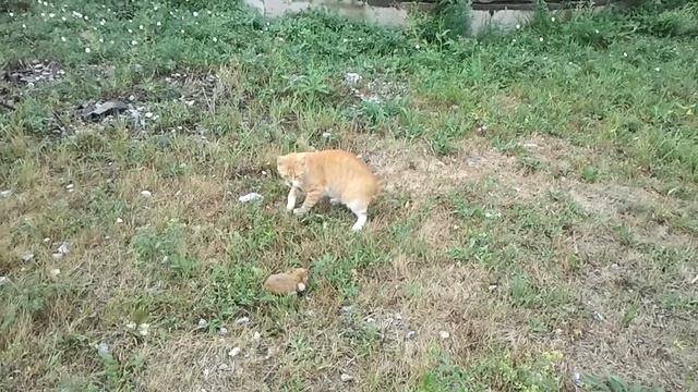 Рыжий кот и атака хомяка. смотреть онлайн