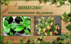 Мимулюс (губастик) выращивание из семян - оригинальный цветок