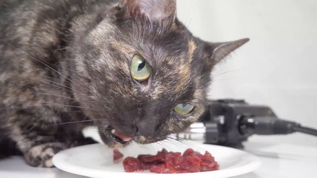 【ASMR】3才の誕生日に馬刺しケーキを食べる猫の咀嚼音🐈🎂🥩🎧 смотреть онлайн