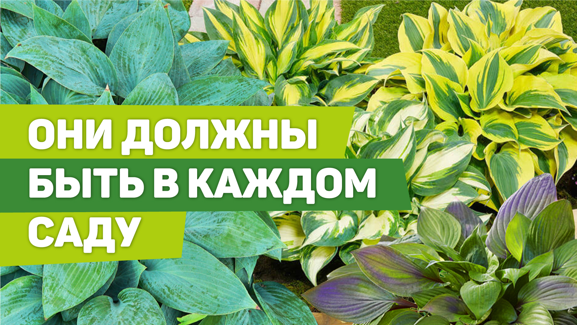 Хосты от А до Я. Неприхотливые красавицы для каждого сада смотреть онлайн