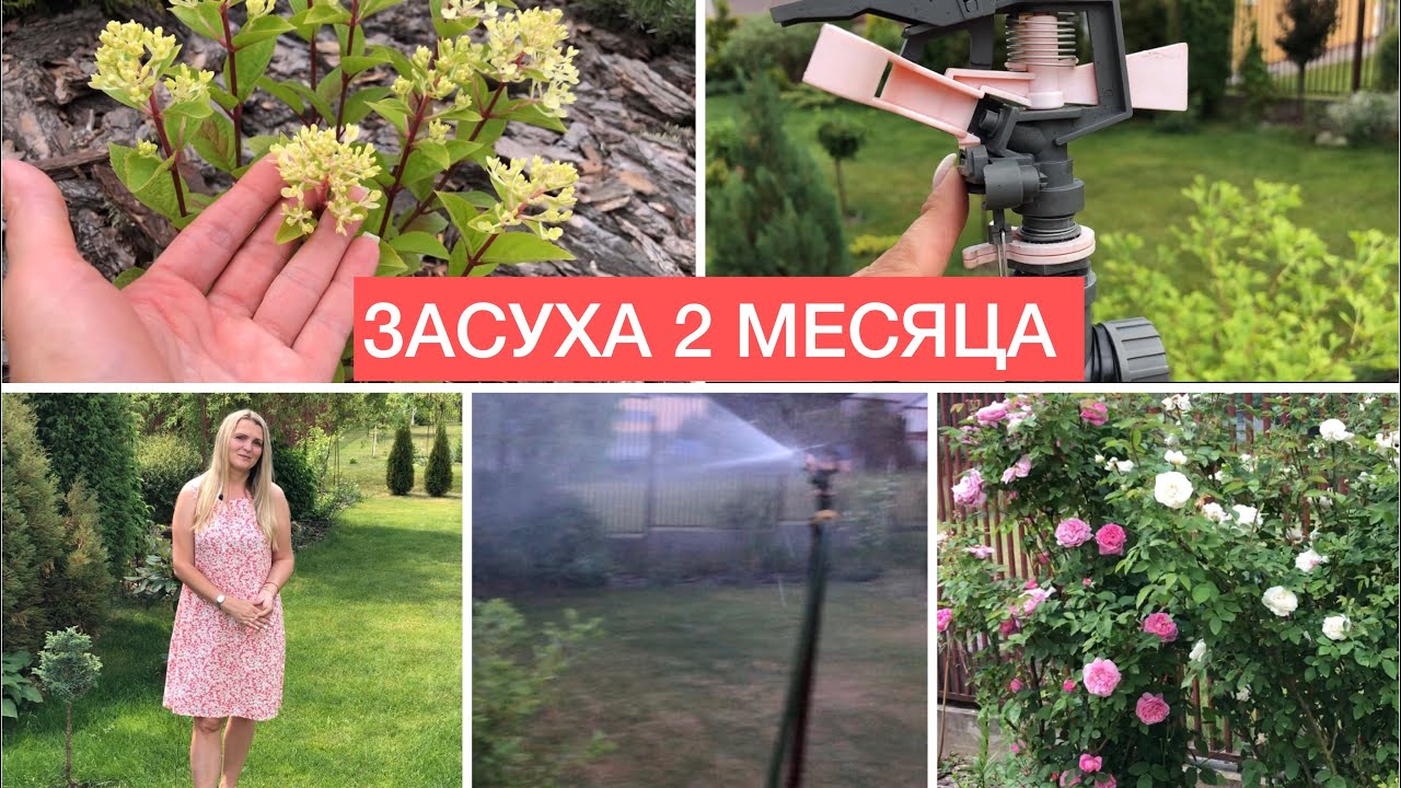 ЗАСУХА 2 месяца АВТОПОЛИВ за 2 копейки ? Розы плавятся и горит газон ??_♀️ смотреть онлайн