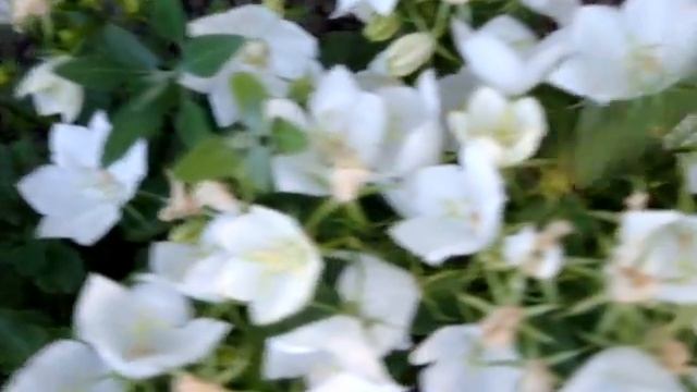 Campanula carpatica, the tussock bellflower or Carpathian harebell смотреть онлайн