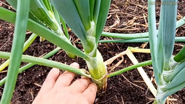 ЛУК желтеет? ? Как ПОМОГЛА обработка? ПОДКОРМКА для наращивания луковицы. смотреть онлайн