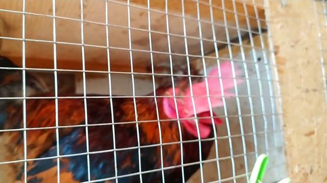 сформировала семью хохлатых кур! новый петух в хозяйстве! жду.... мой влог о деревенской жизни смотреть онлайн