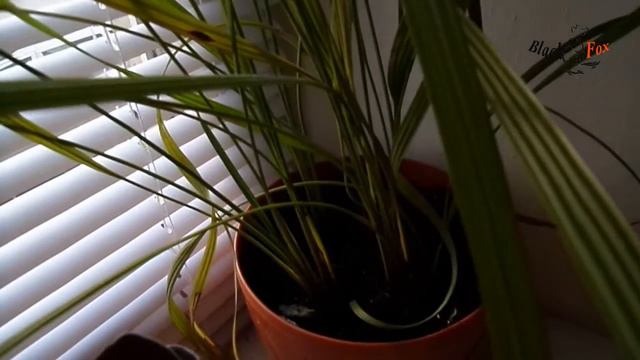 Мои комнатные растения / Пересадка растений