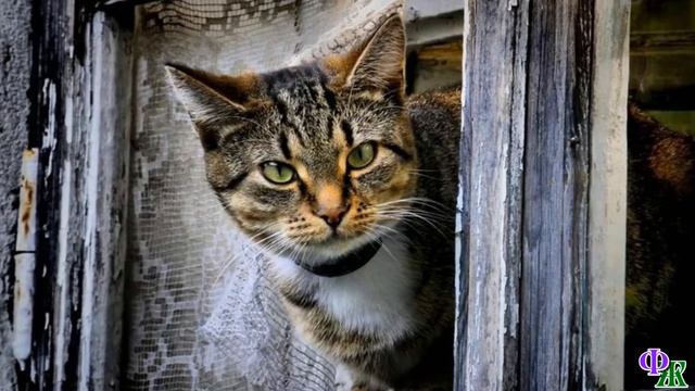 «Не бойся, маленький!» Кот лежал, спрятав нос в лапы, он дрожал и боялся даже пролетающих мух смотреть онлайн