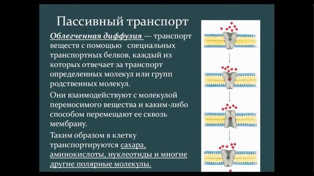 Транспорт веществ через мембрану. ЕГЭ -ОГЭ биология смотреть онлайн