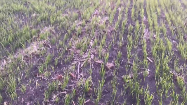 Kardeşleme Öncesi Arpa Kontrollerindeyiz || Arpa Yetiştiriciliği🌾|| Arpa Zararlıları || Gübreleme🌾