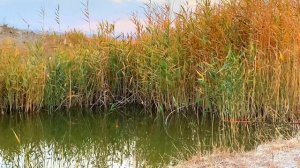 РЫБАЛКА В КАЗАХСТАНЕ, ТАРАЗ #рыбалка #fishing