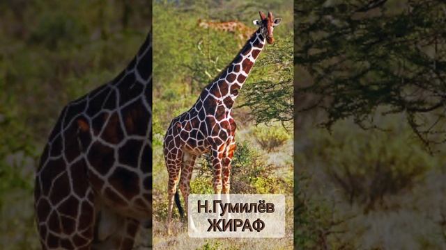 Николай Гумилёв. Жираф. Когда хочется погрустить))) смотреть онлайн