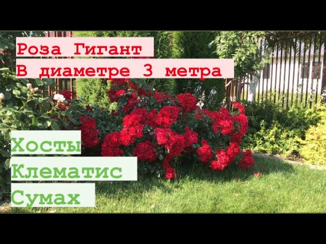 РОЗА Гигант !!! В хвойном углолке, клематис и Сумах….mp4 смотреть онлайн