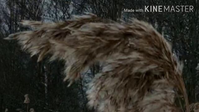 Щука на жерлицы. Рыбалка 2020 смотреть онлайн