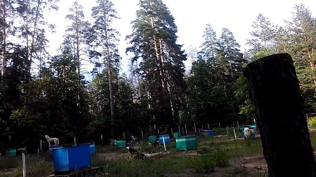 Как мы с Тузей на питомник смотрели смотреть онлайн