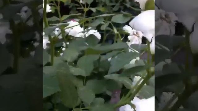 Перчатки для роз Gold Leaf - видео от Ирины @irisha_roses смотреть онлайн