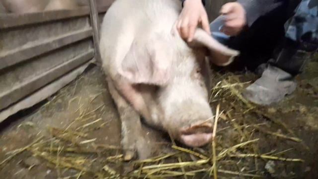 Вечерняя управка.В ожидании опороса. Поздравление с Днем защитника Отечества. смотреть онлайн