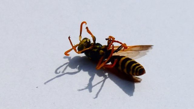 Gemeine Wespe (Vespula vulgaris) Deutsche W. (V. germanica) Panasonic Lumix dc-fz82 Makro ZoomTest смотреть онлайн