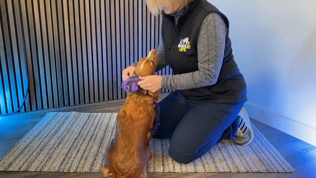 Choosing a Dog Harness - Best Fit and How to Train Your Dog To LOVE the Harness смотреть онлайн