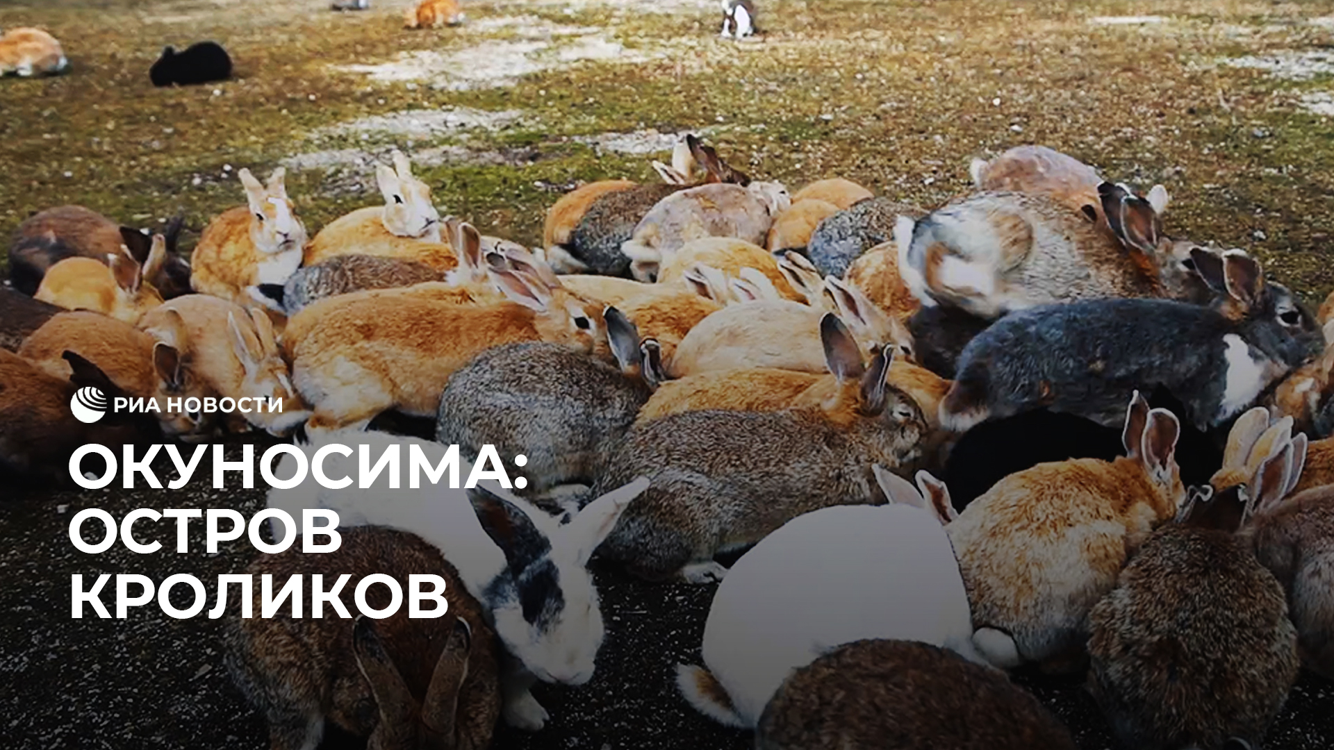 Окуносима: остров кроликов смотреть онлайн