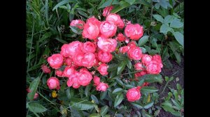 Постоянно цветущая спрей Роза Оранж Морсдаг отзыв Orange Morsdag