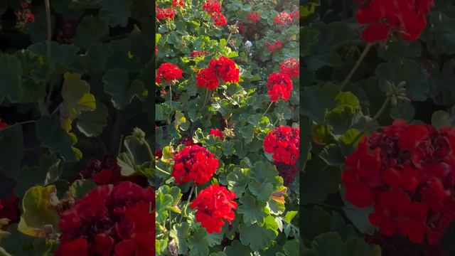#клумба из пеларгоний #растения #пеларгония #парк смотреть онлайн