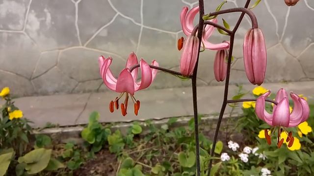 Цветы на клумбе в конце июня. смотреть онлайн