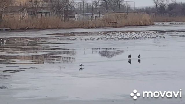 Если что, то всё снесём. Ищем Хоттабыча. Воскресный вечер в Анапе. смотреть онлайн