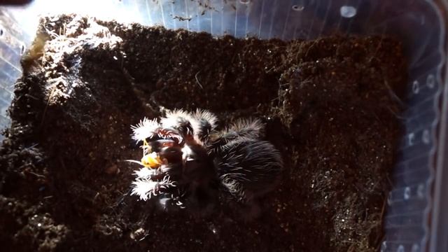 Пауки Муравьеда или как встать на путь арахнокипера смотреть онлайн