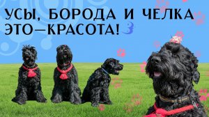 Служебные и семейные собаки / Черные русские терьеры «С Босфора Восточного» / История породы