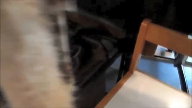 Anakin the Two Legged Cat Climbs the Kitty Condo! смотреть онлайн