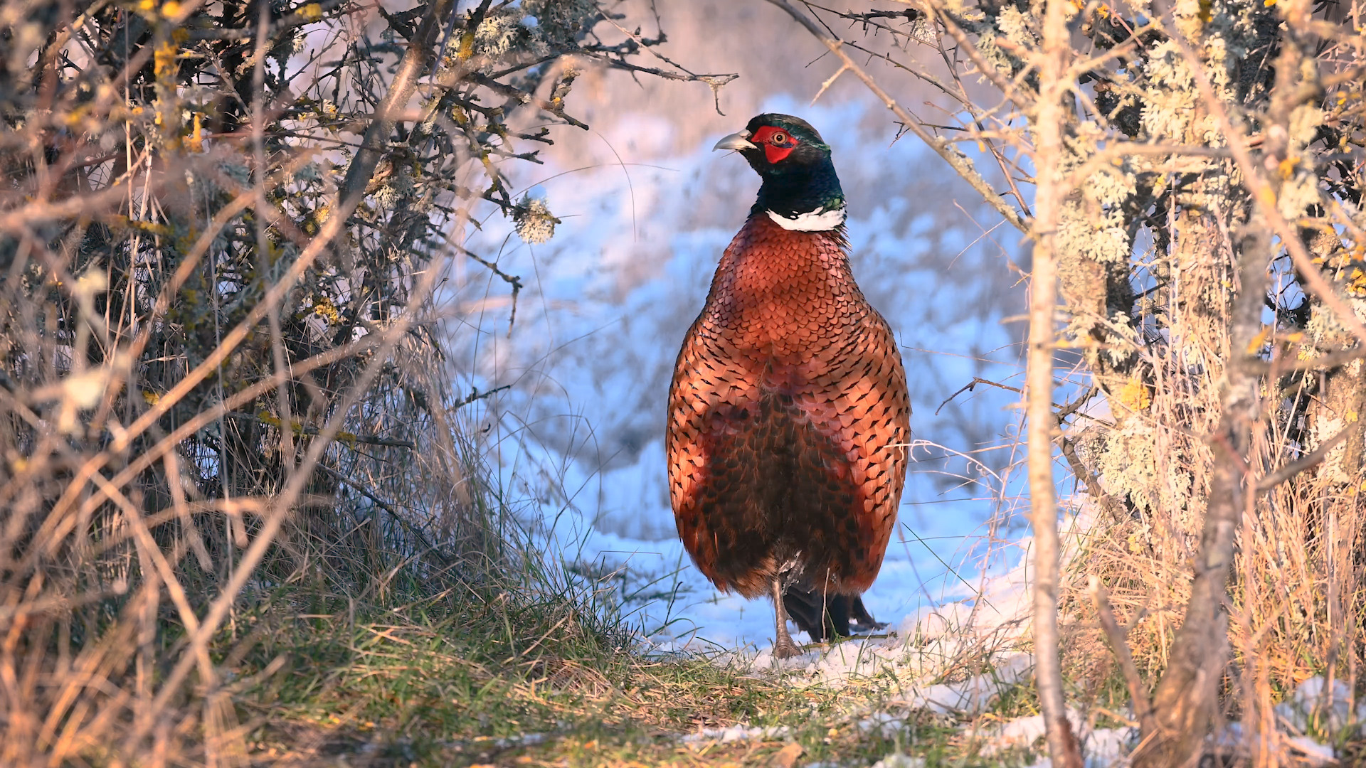 Красавец фазан позирует смотреть онлайн