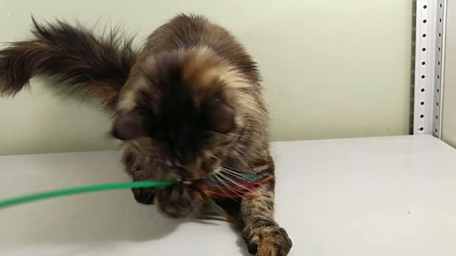 Мейн кун Аvrora смотреть онлайн