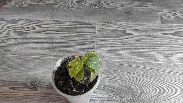 Черенкування (живцювання) шовковиці. Частина #4 Результати смотреть онлайн