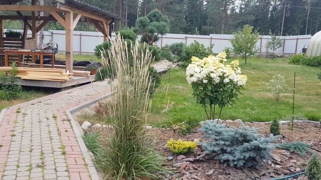 ?Вейник Карл Форестер, красив в любом саду ? смотреть онлайн