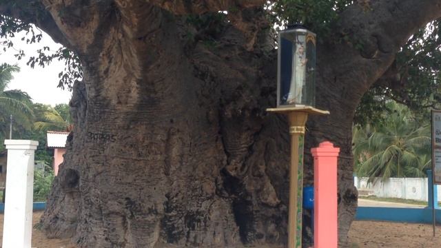 Baobab Tree (Adansonia) смотреть онлайн