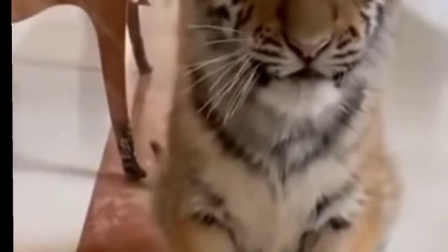 КТО ПОБЕДИТ АЛАБАЙ ИЛИ ТИГР??? ПИШИ В КОМ!!! 👍 смотреть онлайн