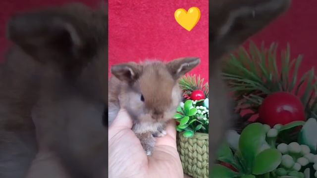 ? Чудо малыш минилоп (miracle baby, طفل معجزة, 奇迹宝贝) #rabbit #кролики смотреть онлайн