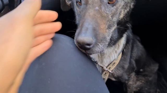 Как мы спасали собаку - скелета? Кто же откликнулся её взять??? смотреть онлайн