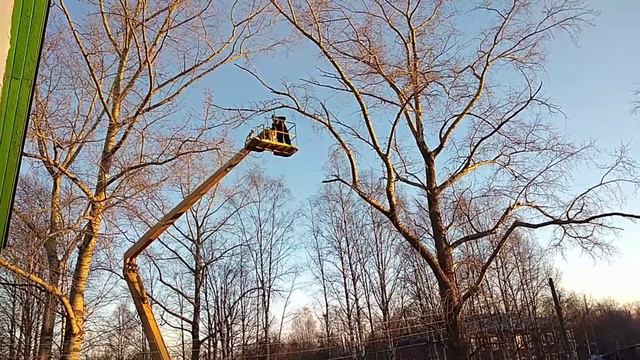 2020 год. у клуба пилят тополя смотреть онлайн