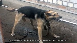 Что делать, если собака трясется и дрожит?