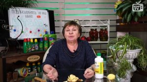 Лучшее удобрение для смородины - КАРТОФЕЛЬНЫЕ ОЧИСТКИ? ? Как правильно приготовить удобрение